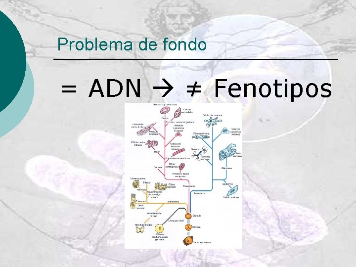 Problema de fondo = ADN ≠ Fenotipos 