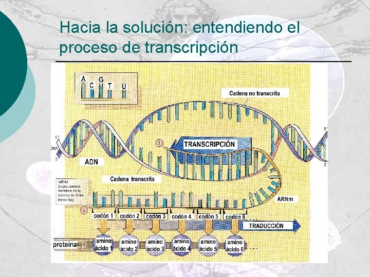 Hacia la solución: entendiendo el proceso de transcripción 