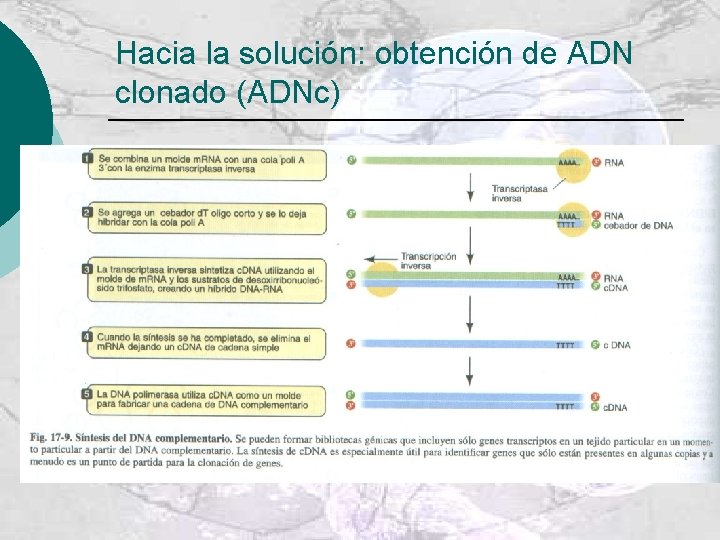 Hacia la solución: obtención de ADN clonado (ADNc) 