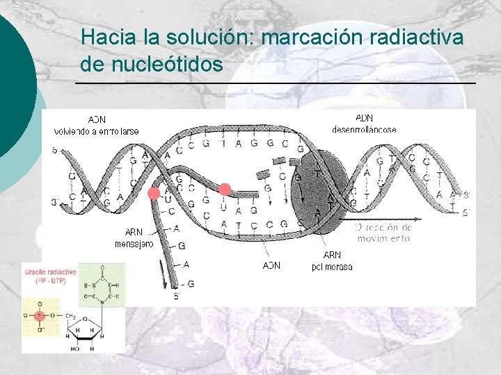 Hacia la solución: marcación radiactiva de nucleótidos 