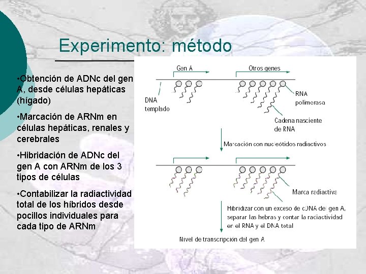 Experimento: método • Obtención de ADNc del gen A, desde células hepáticas (hígado) •