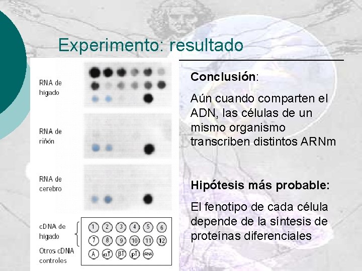 Experimento: resultado Conclusión: Aún cuando comparten el ADN, las células de un mismo organismo