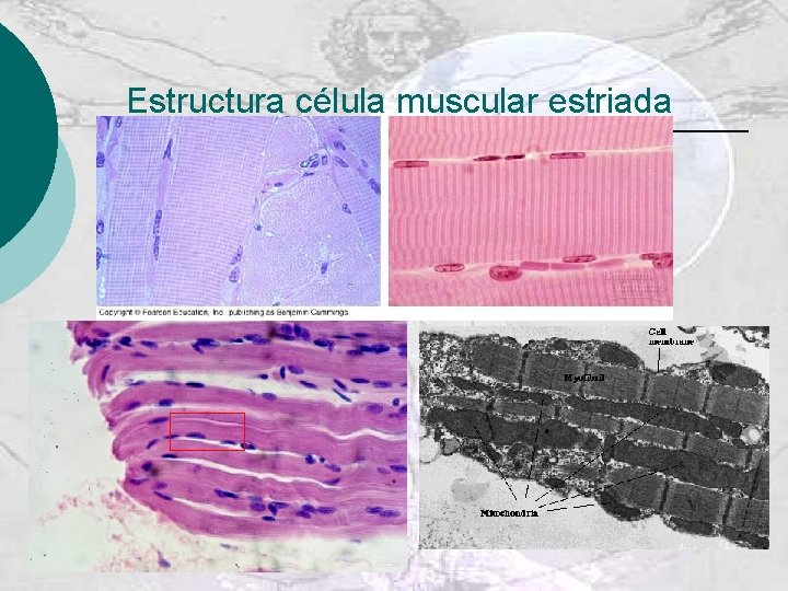 Estructura célula muscular estriada 