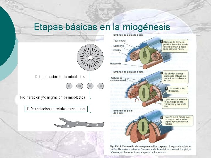 Etapas básicas en la miogénesis 