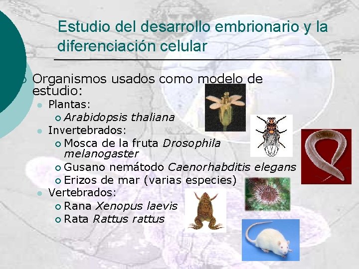 Estudio del desarrollo embrionario y la diferenciación celular ¡ Organismos usados como modelo de