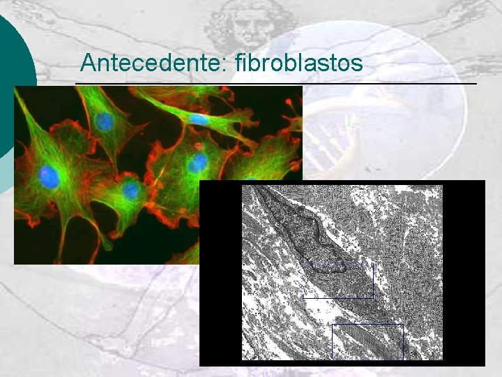 Antecedente: fibroblastos 