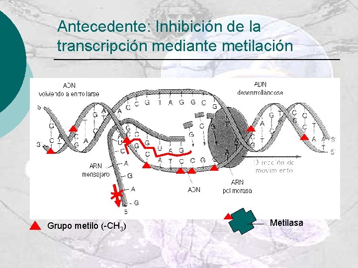 Antecedente: Inhibición de la transcripción mediante metilación Grupo metilo (-CH 3) Metilasa 