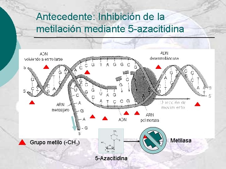 Antecedente: Inhibición de la metilación mediante 5 -azacitidina Metilasa Grupo metilo (-CH 3) 5