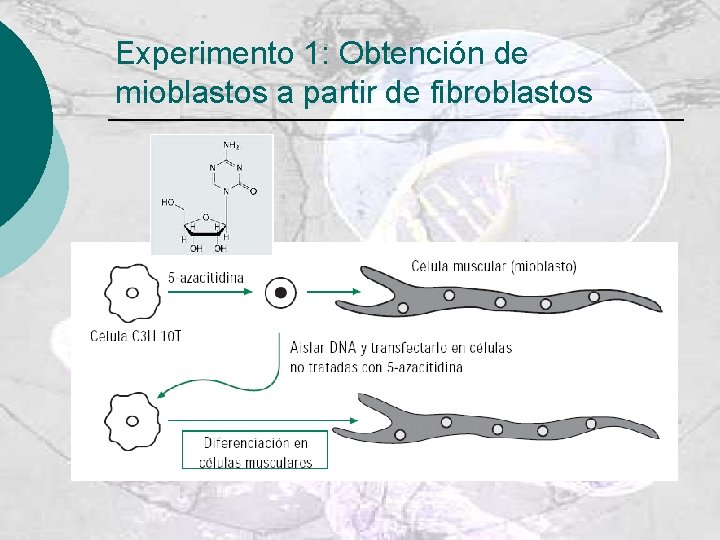 Experimento 1: Obtención de mioblastos a partir de fibroblastos 