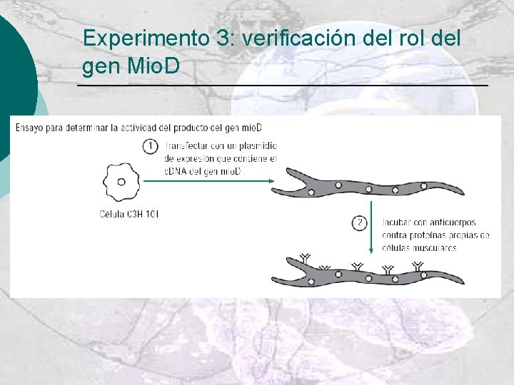 Experimento 3: verificación del rol del gen Mio. D 