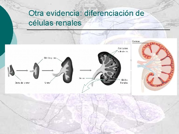 Otra evidencia: diferenciación de células renales 