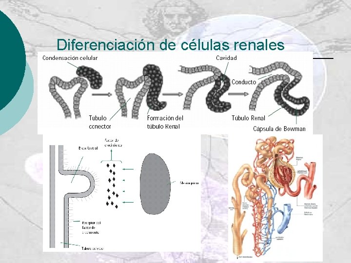 Diferenciación de células renales 