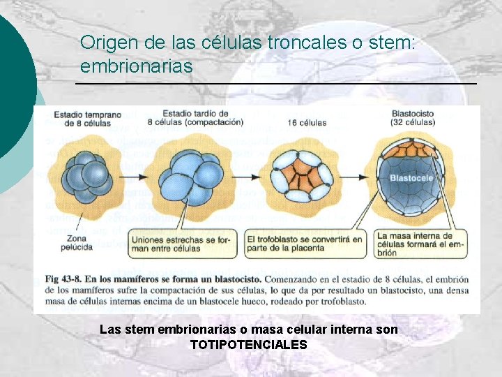 Origen de las células troncales o stem: embrionarias Las stem embrionarias o masa celular