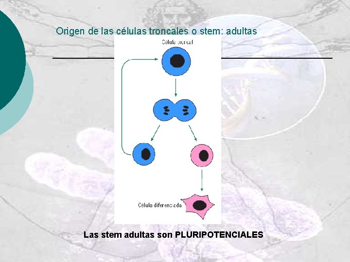 Origen de las células troncales o stem: adultas Las stem adultas son PLURIPOTENCIALES 