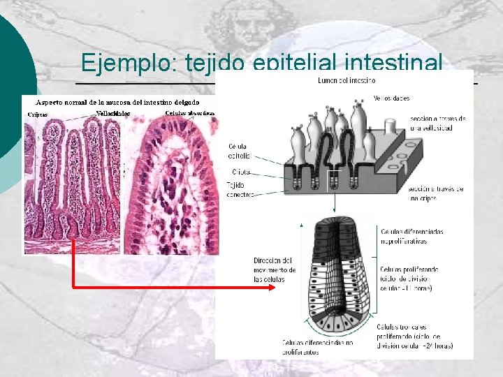 Ejemplo: tejido epitelial intestinal 