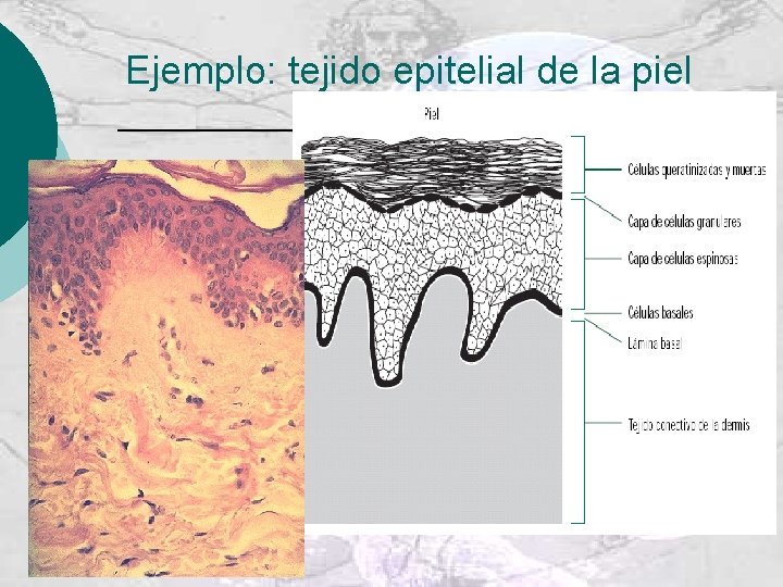 Ejemplo: tejido epitelial de la piel 