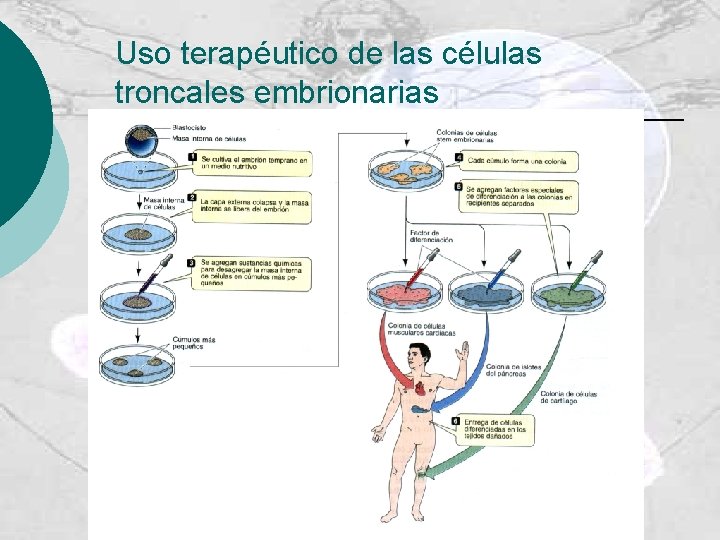 Uso terapéutico de las células troncales embrionarias 