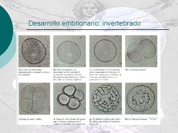Desarrollo embrionario: invertebrado 
