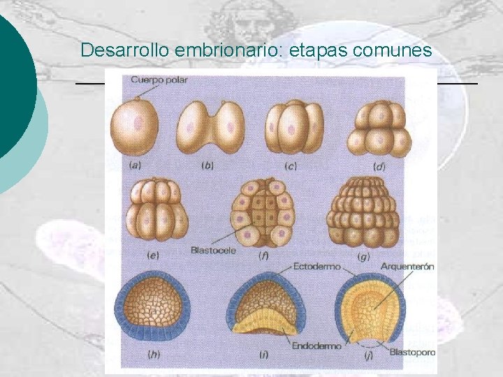 Desarrollo embrionario: etapas comunes 