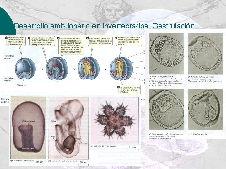 Desarrollo embrionario en invertebrados: Gastrulación 