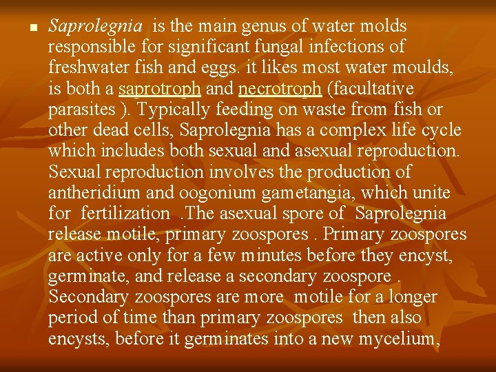 n Saprolegnia is the main genus of water molds responsible for significant fungal infections