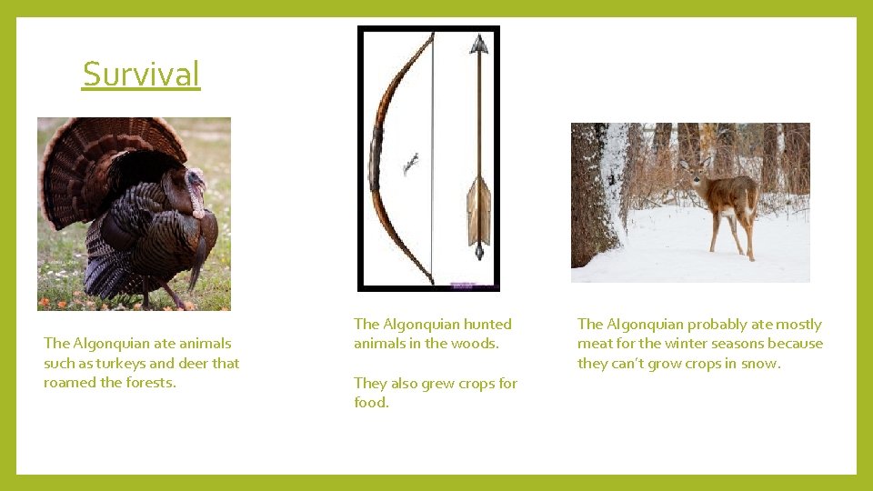 Survival The Algonquian ate animals such as turkeys and deer that roamed the forests.