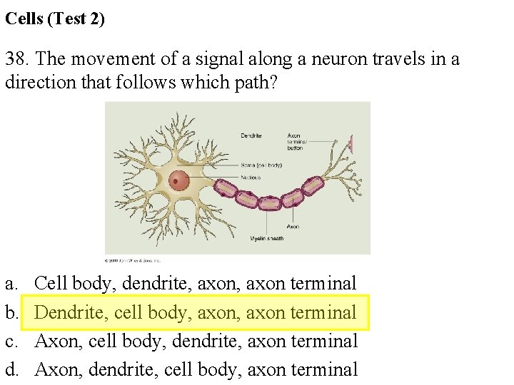 Cells (Test 2) 38. The movement of a signal along a neuron travels in