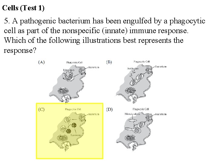 Cells (Test 1) 5. A pathogenic bacterium has been engulfed by a phagocytic cell