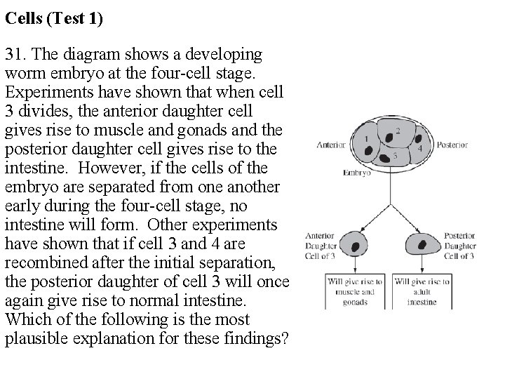 Cells (Test 1) 31. The diagram shows a developing worm embryo at the four-cell