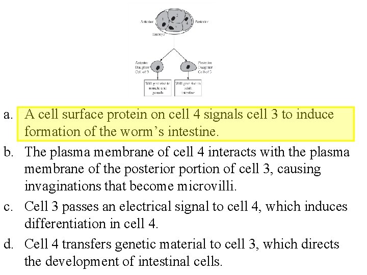 a. A cell surface protein on cell 4 signals cell 3 to induce formation