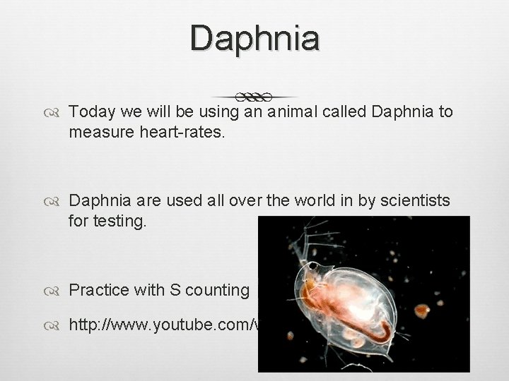 Daphnia Today we will be using an animal called Daphnia to measure heart-rates. Daphnia