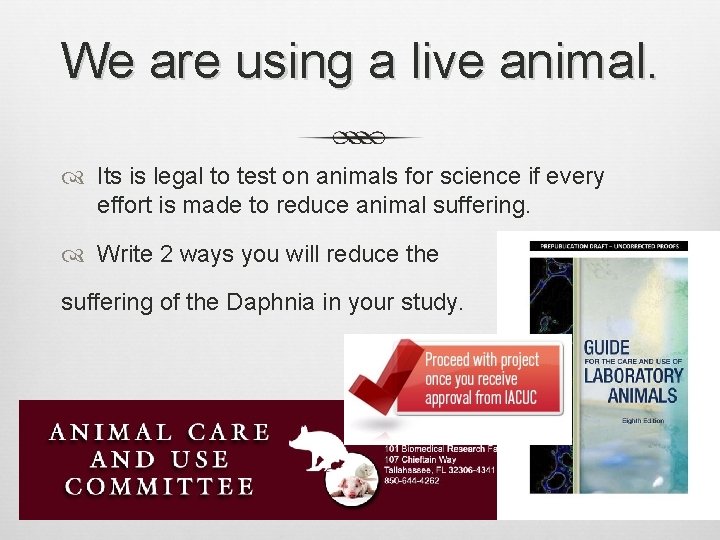 We are using a live animal. Its is legal to test on animals for
