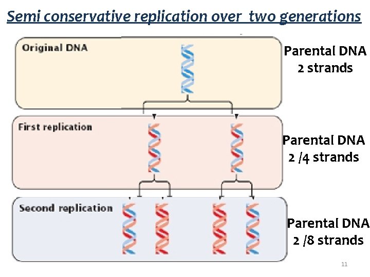 Semi conservative replication over two generations Parental DNA 2 strands Parental DNA 2 /4