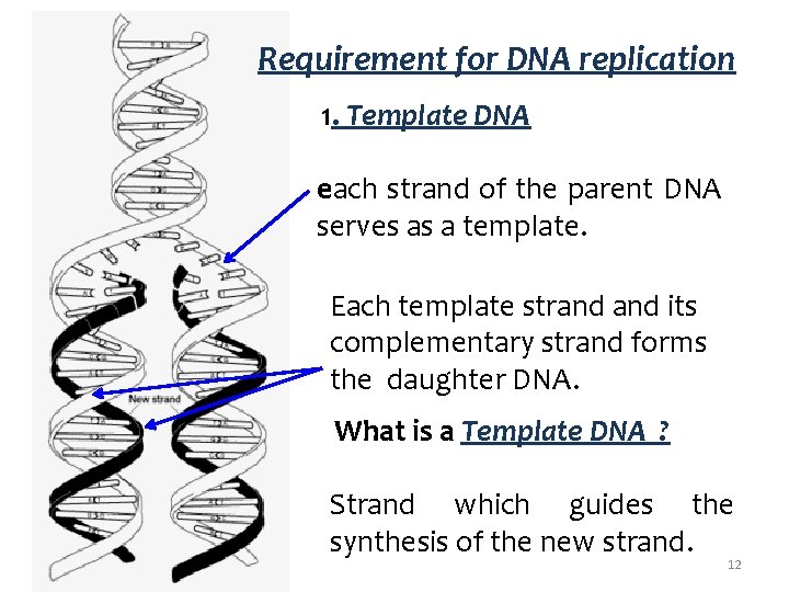 Requirement for DNA replication 1. Template DNA each strand of the parent DNA serves