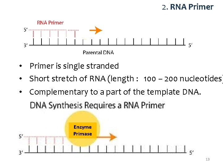 2. RNA Primer • Primer is single stranded • Short stretch of RNA (length
