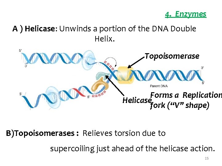 4. Enzymes A ) Helicase: Unwinds a portion of the DNA Double Helix. Topoisomerase