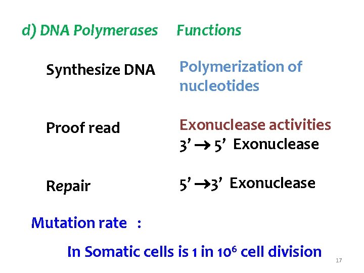 d) DNA Polymerases Functions Synthesize DNA Polymerization of nucleotides Proof read Exonuclease activities 3’
