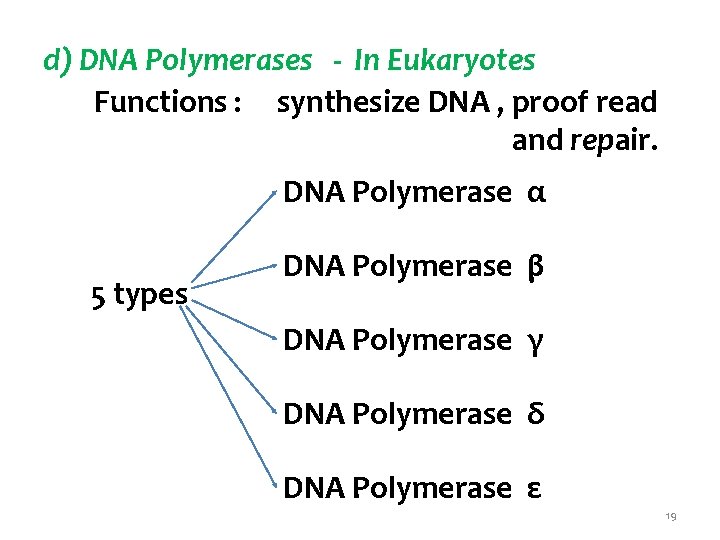 d) DNA Polymerases - In Eukaryotes Functions : synthesize DNA , proof read and