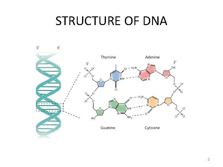 STRUCTURE OF DNA 2 