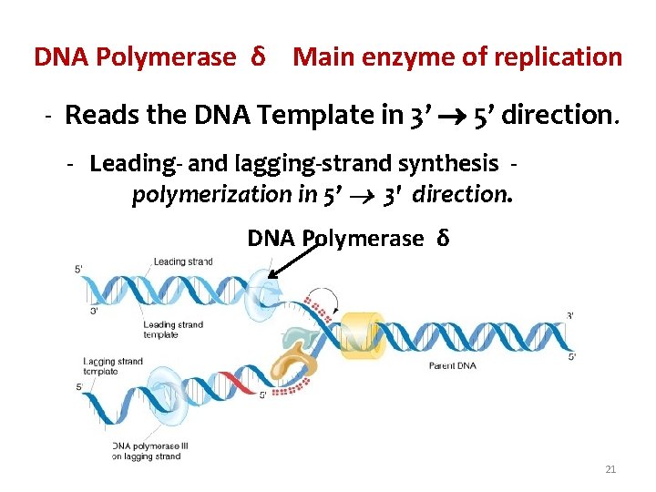 DNA Polymerase δ Main enzyme of replication - Reads the DNA Template in 3’