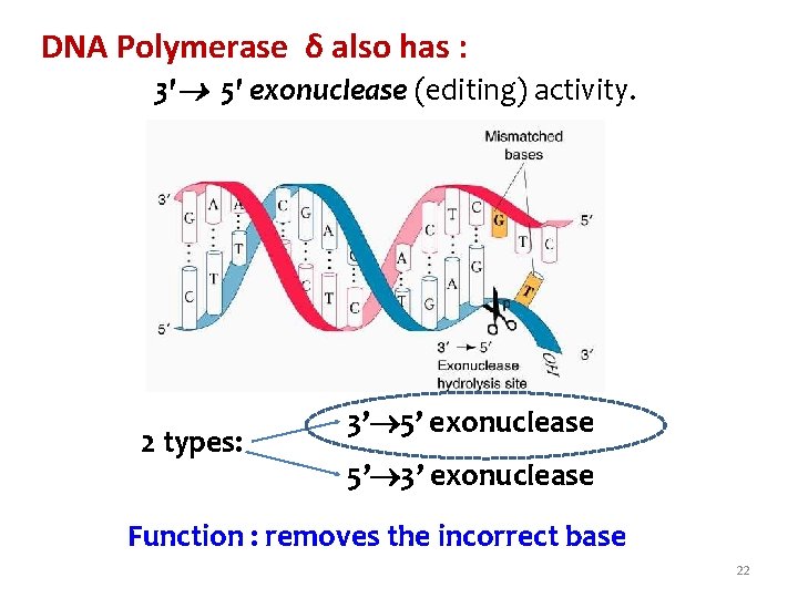 DNA Polymerase δ also has : 3' 5' exonuclease (editing) activity. 2 types: 3’