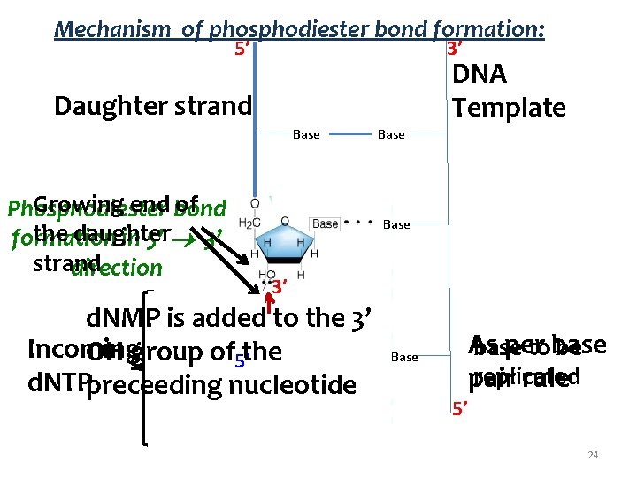 Mechanism of phosphodiester bond formation: 5’ 3’ DNA Template Daughter strand Base Growing end