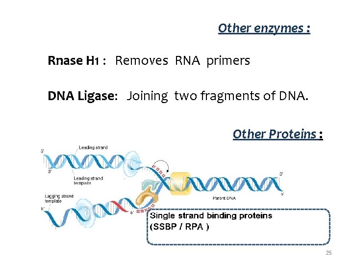 Other enzymes : Rnase H 1 : Removes RNA primers DNA Ligase: Joining two
