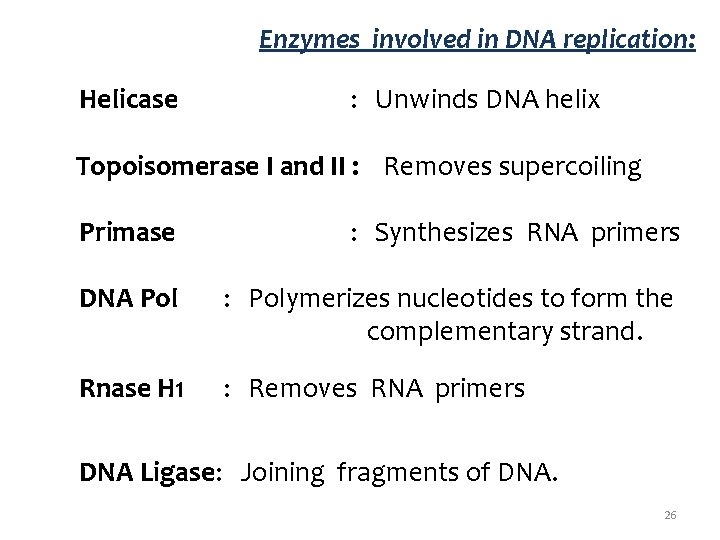 Enzymes involved in DNA replication: Helicase : Unwinds DNA helix Topoisomerase I and II