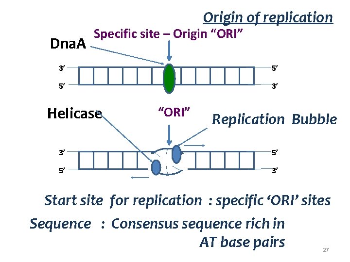 Origin of replication Dna. A Specific site – Origin “ORI” 3’ 5’ 5’ 3’