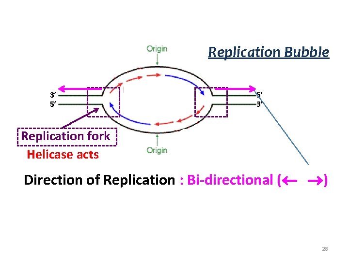 Replication Bubble 3’ 5’ 5’ 3’ Replication fork Helicase acts Direction of Replication :