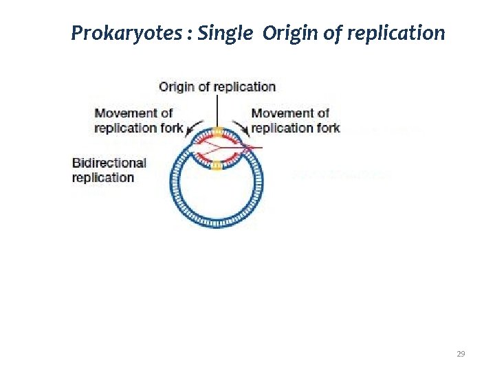 Prokaryotes : Single Origin of replication 29 