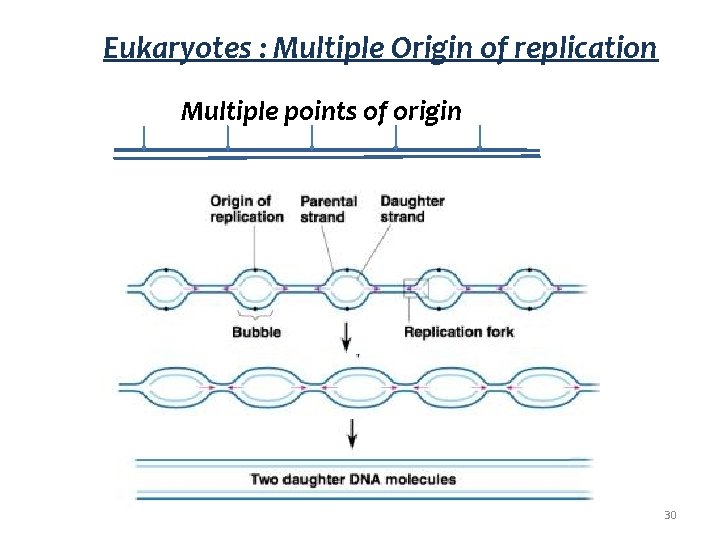 Eukaryotes : Multiple Origin of replication Multiple points of origin 30 