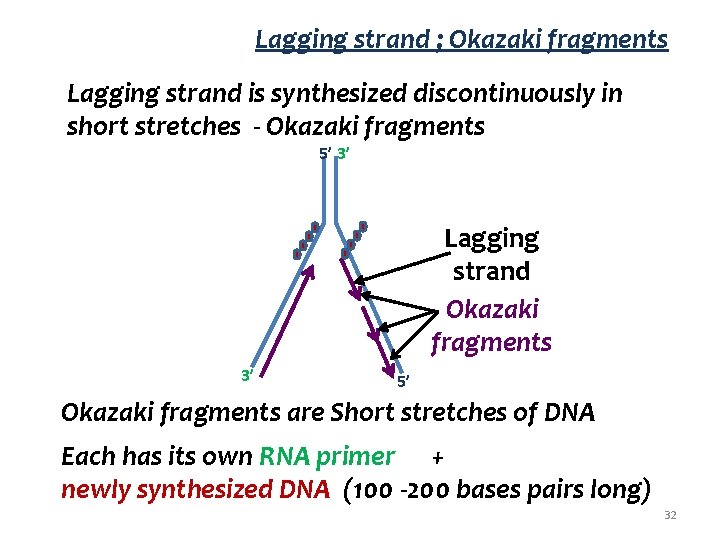 Lagging strand ; Okazaki fragments Lagging strand is synthesized discontinuously in short stretches -
