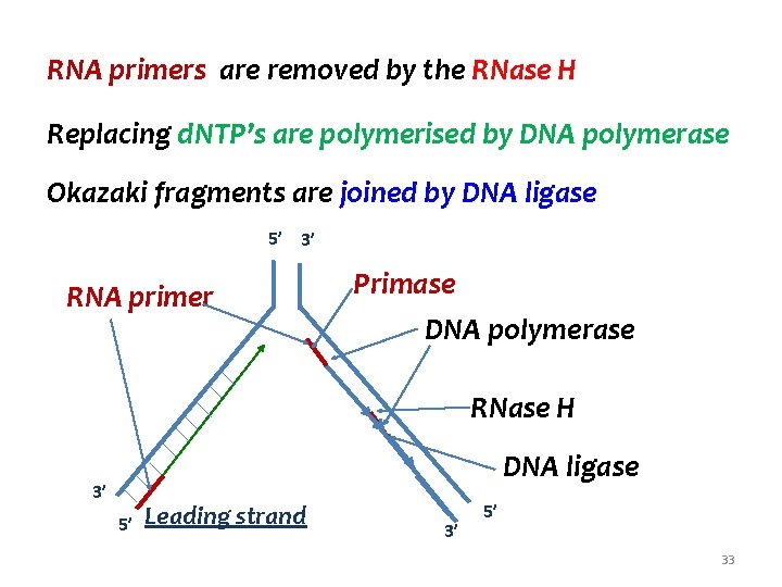 RNA primers are removed by the RNase H Replacing d. NTP’s are polymerised by